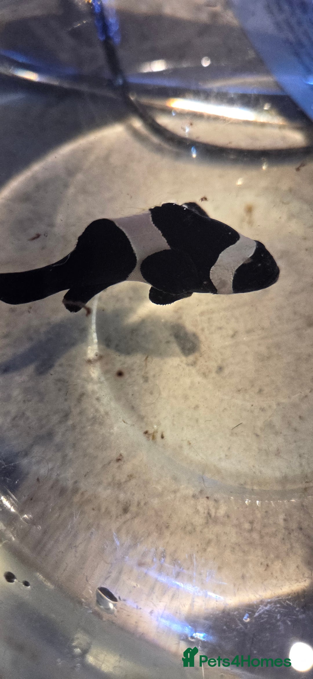 Other/Mixed Breed fish for sale: Saltwater fish tank setup  - Image 7