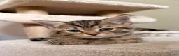 Persian cats for sale: Beautiful Persian Cross Kittens - 4 little ladies - Advert 9