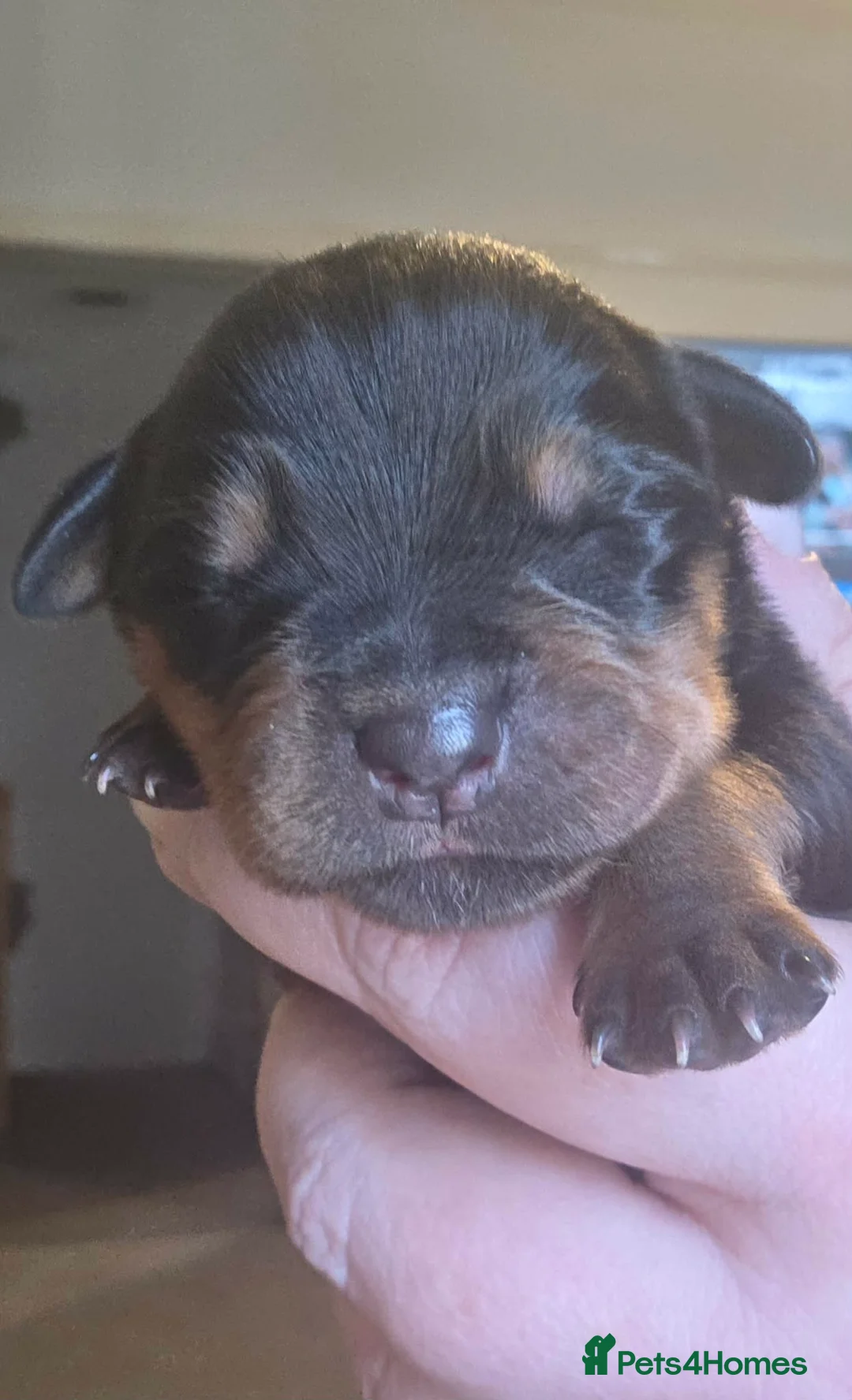 Rottweiler dogs for sale: Beautiful Girl - Rottweiler - Advert 2