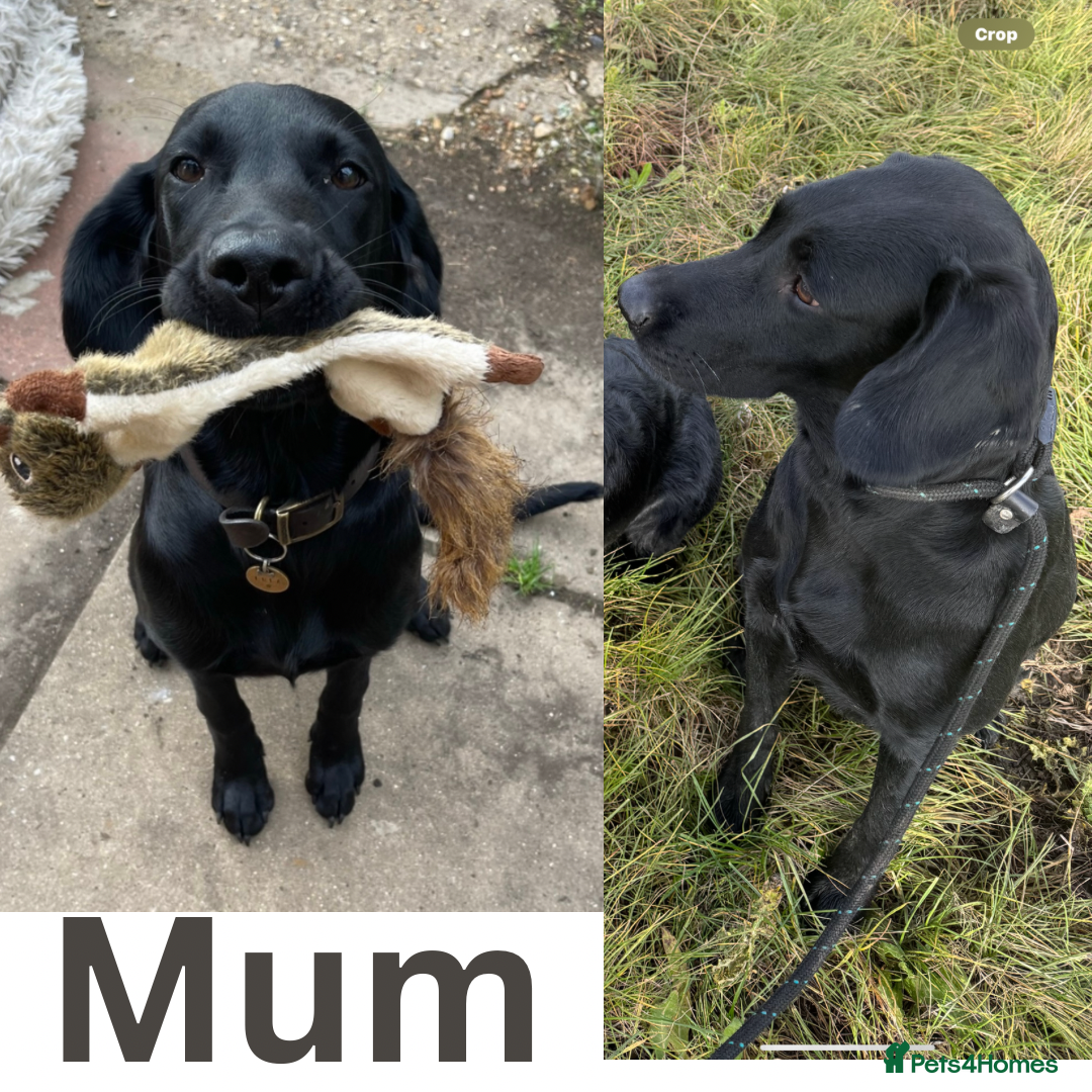 Labrador Retriever dogs for sale: Beautiful Labrador Puppies  - Advert 2