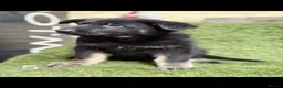 German Shepherd dogs for sale: German Shepard puppies  - Advert 18