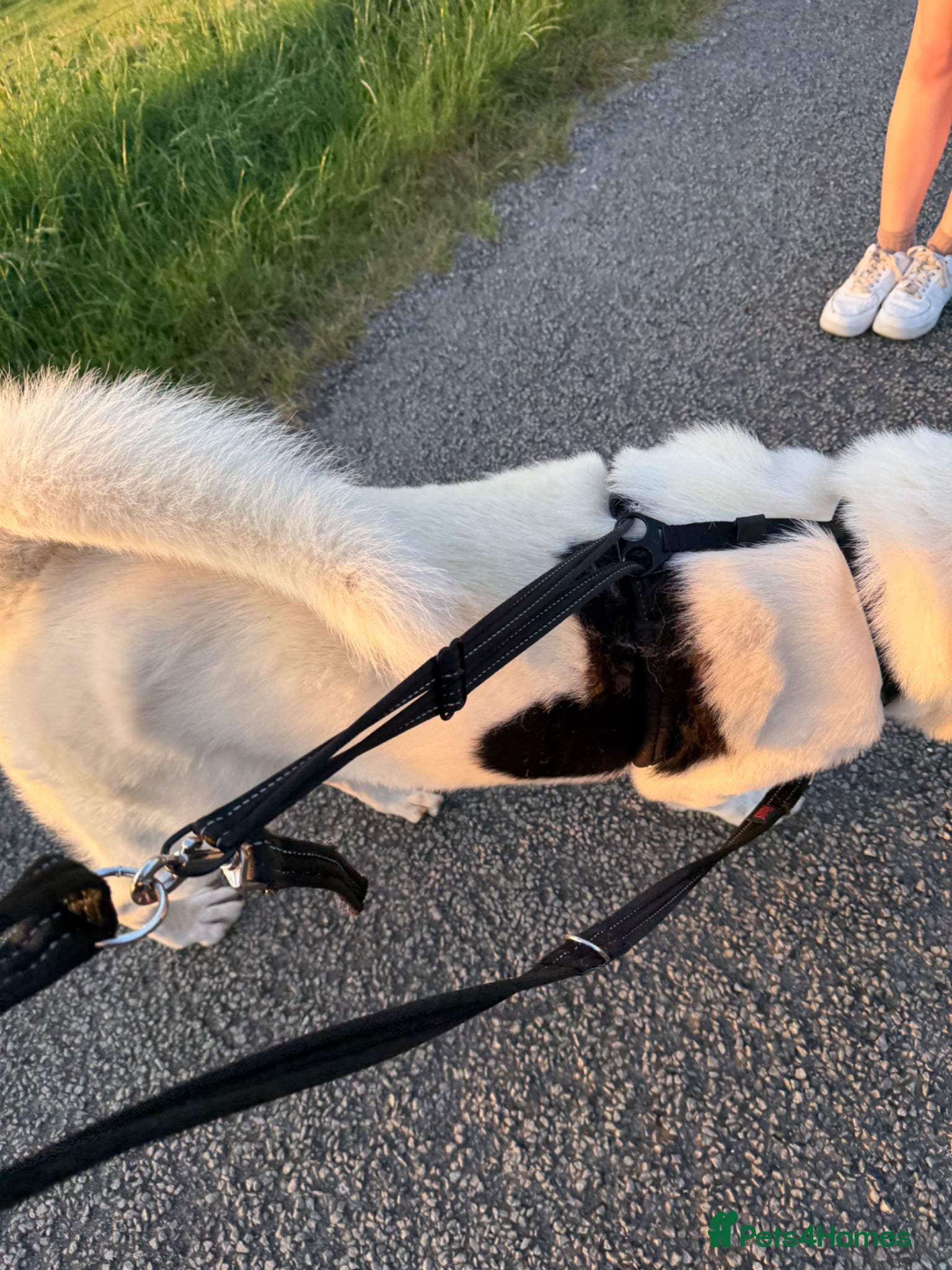 Akita dogs for sale: Kaizer the akita - Advert 10
