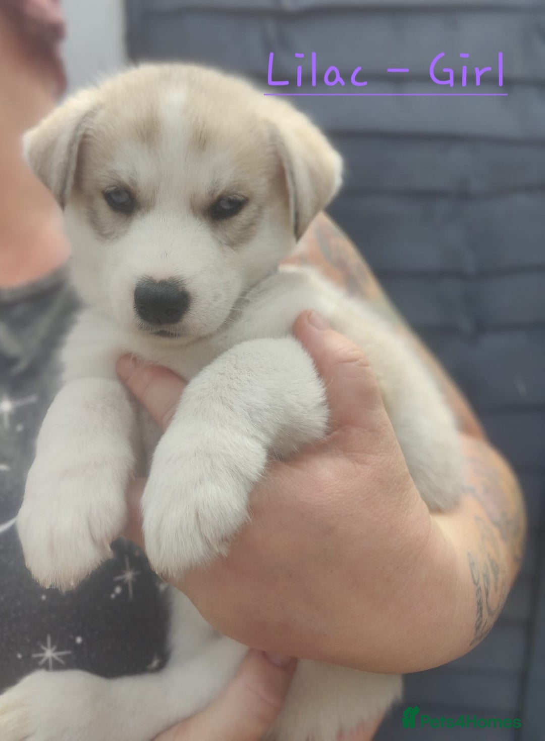 Mixed Breed dogs for sale: Shepsky  - Image 6