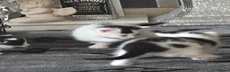 Mixed Breed cats for sale: 3 black and white kittens  - Advert 3