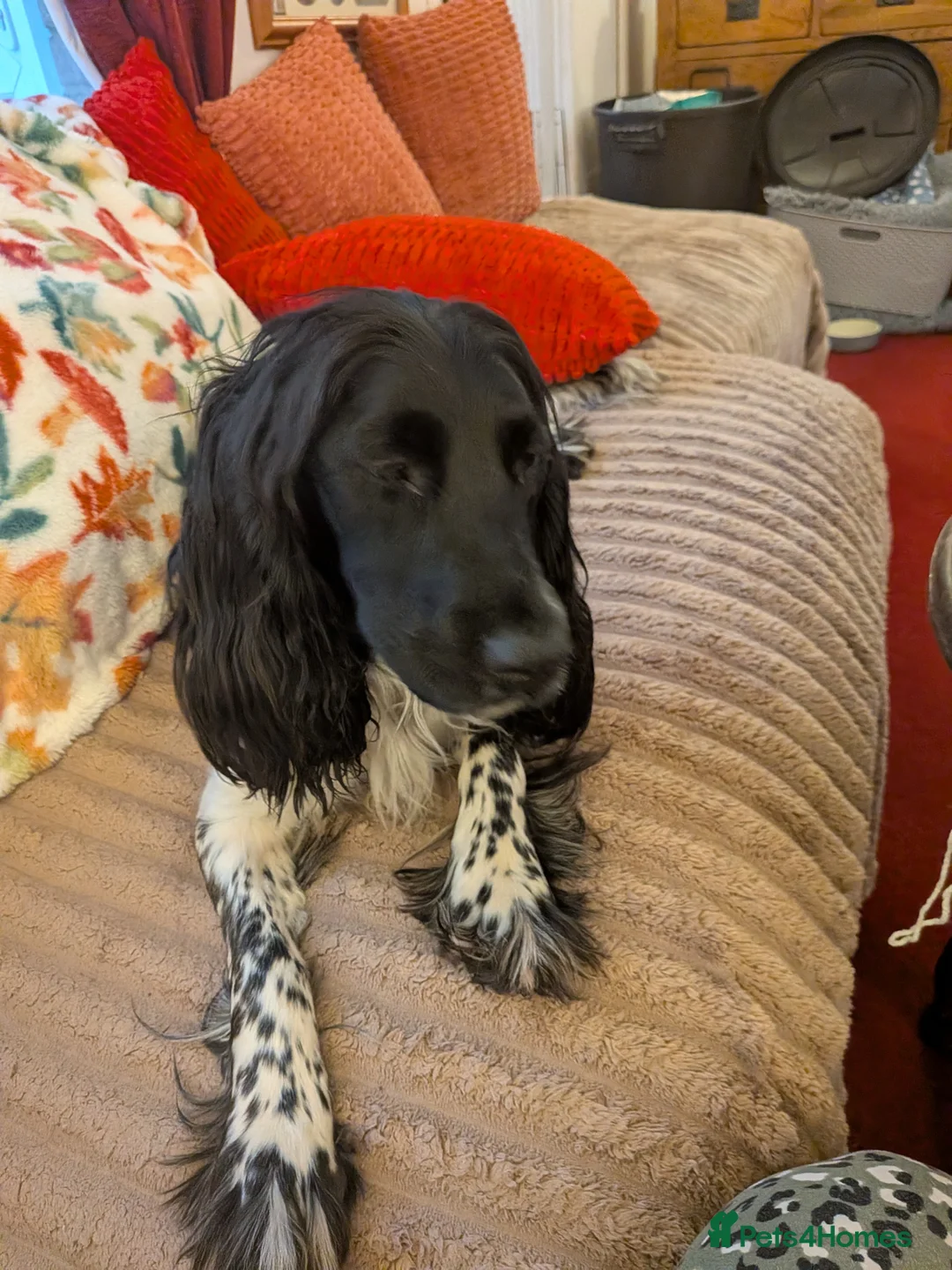 Sprocker dogs for sale: sprocker - Advert 1