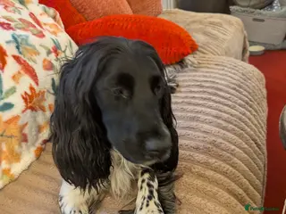 Sprocker dogs sprocker - Advert 1