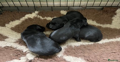 Cockerdor dogs - Advert 2