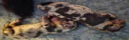 Miniature Dachshund dogs for sale: All-Girl Litter of Miniature Smooth Dachshunds in Manchester - Advert 3