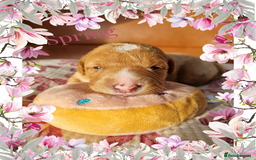 Australian Labradoodle dogs for sale: Stunning red F1b Australian Labradoodle puppies  - Image 27