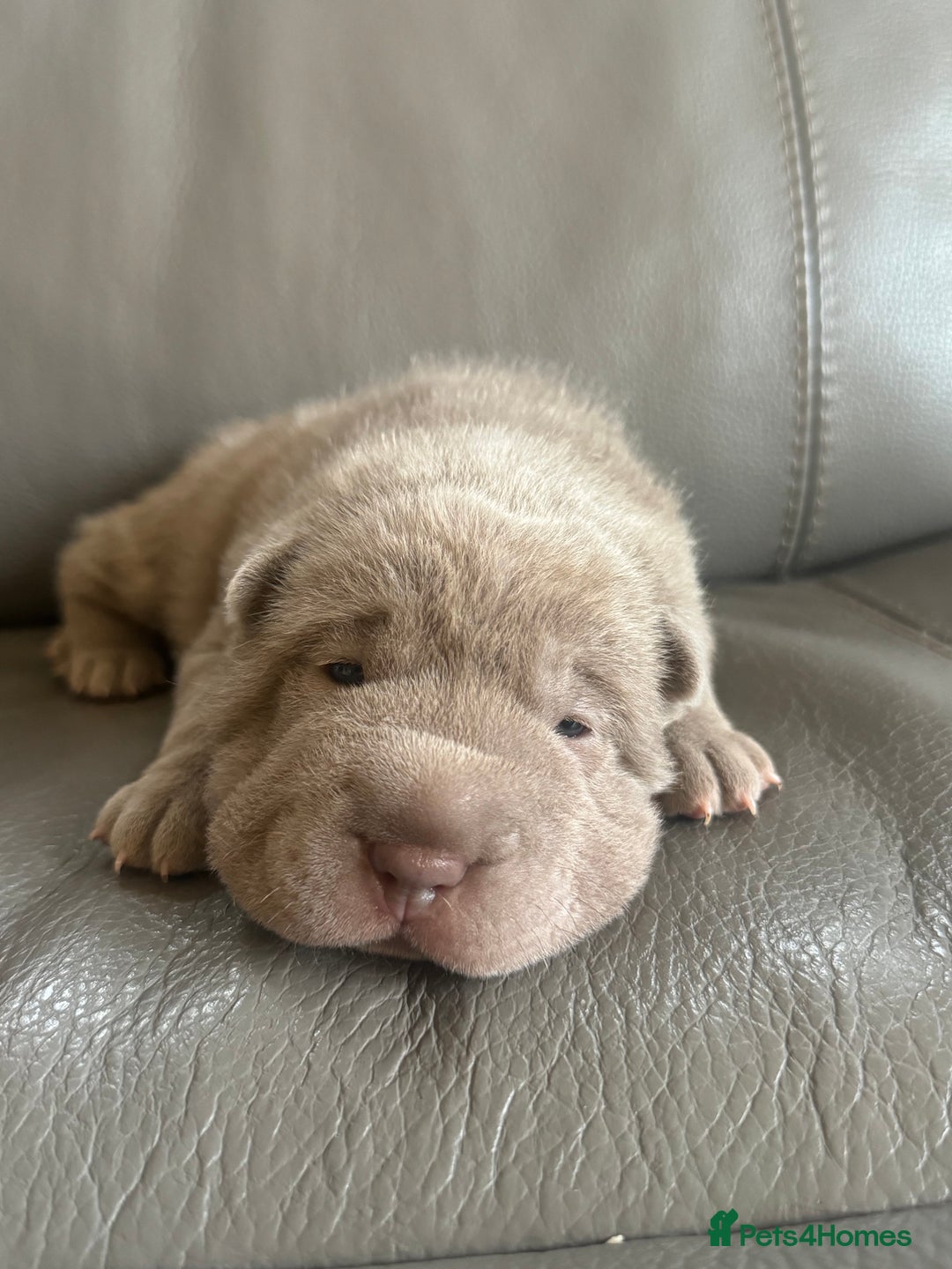 Shar Pei dogs for sale: ONLY 3 LEFT. OUTSTANDING KC BEAR & BRUSH PUPS - Advert 9