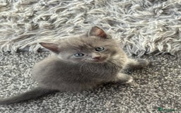 Russian Blue cats for sale: Ragdoll / Russian blue kittens available now  - Image 3