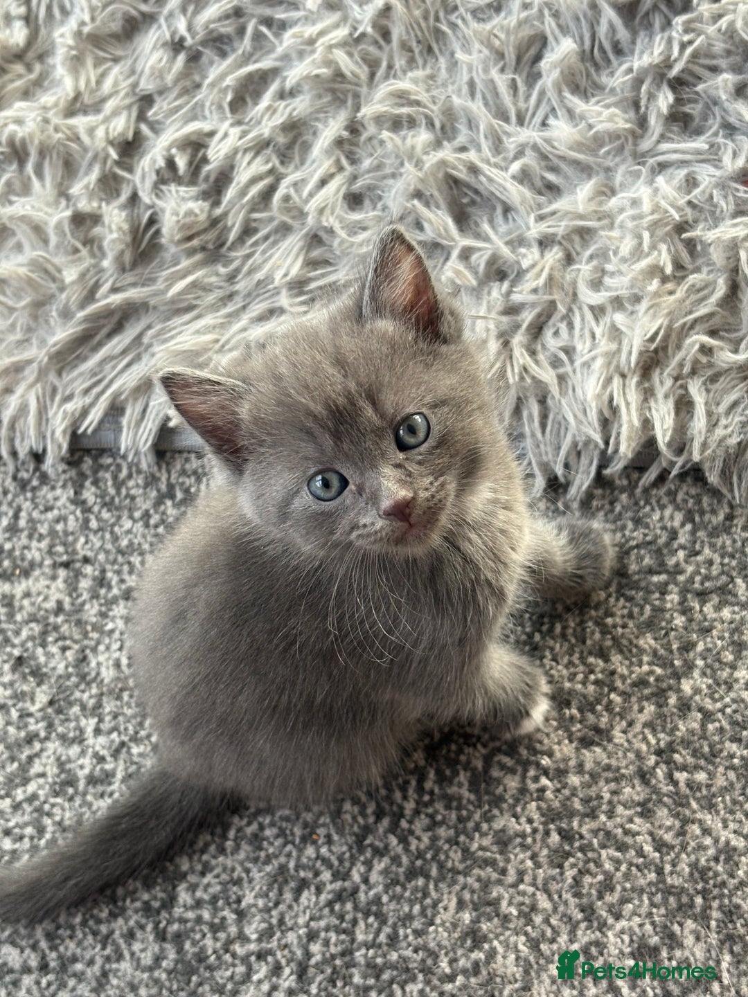Russian Blue cats for sale: Ragdoll / Russian blue kittens available now  - Image 3