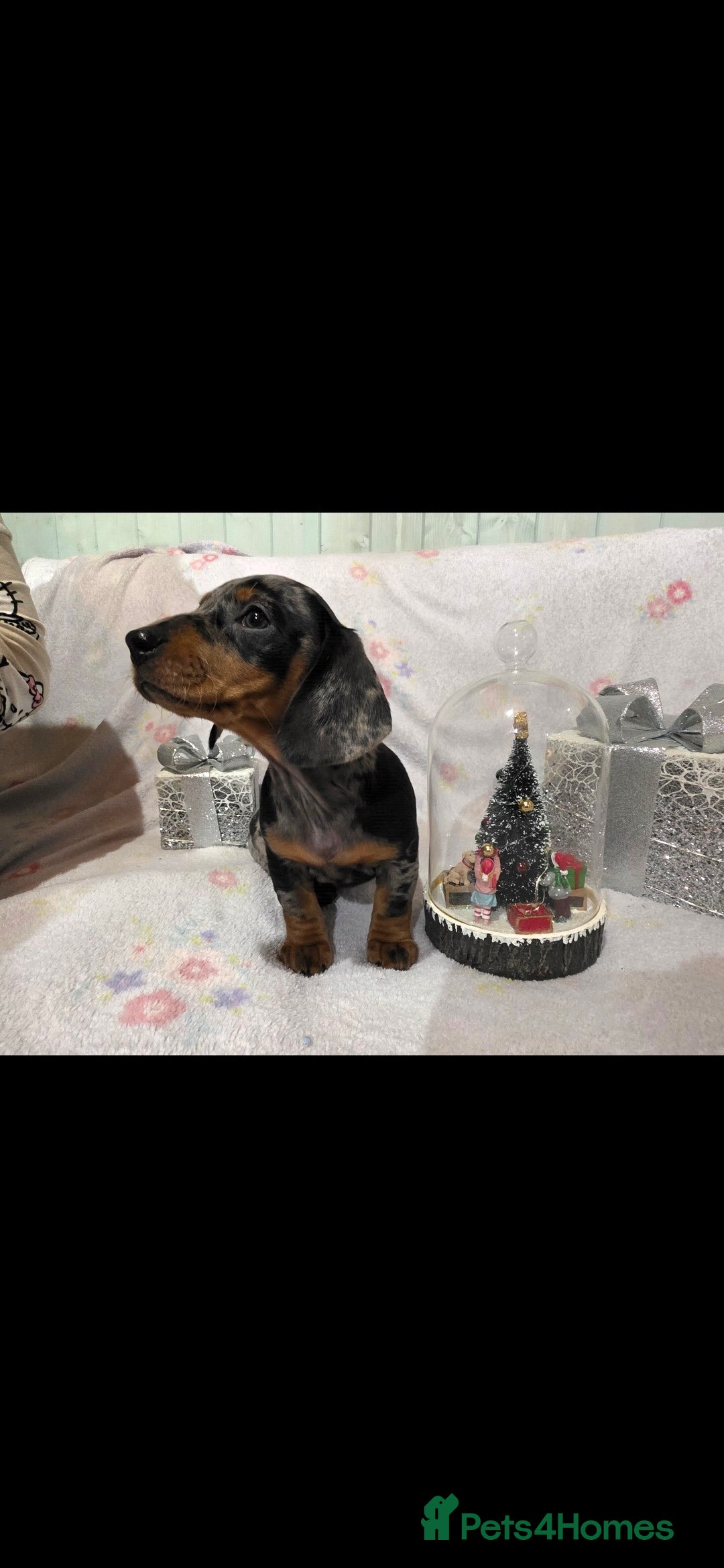 Dachshund dogs for sale: Beautifull puppies  - Advert 9