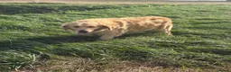 Golden Retriever dogs for sale: Gorgeous loving golden retriever girl - Advert 3