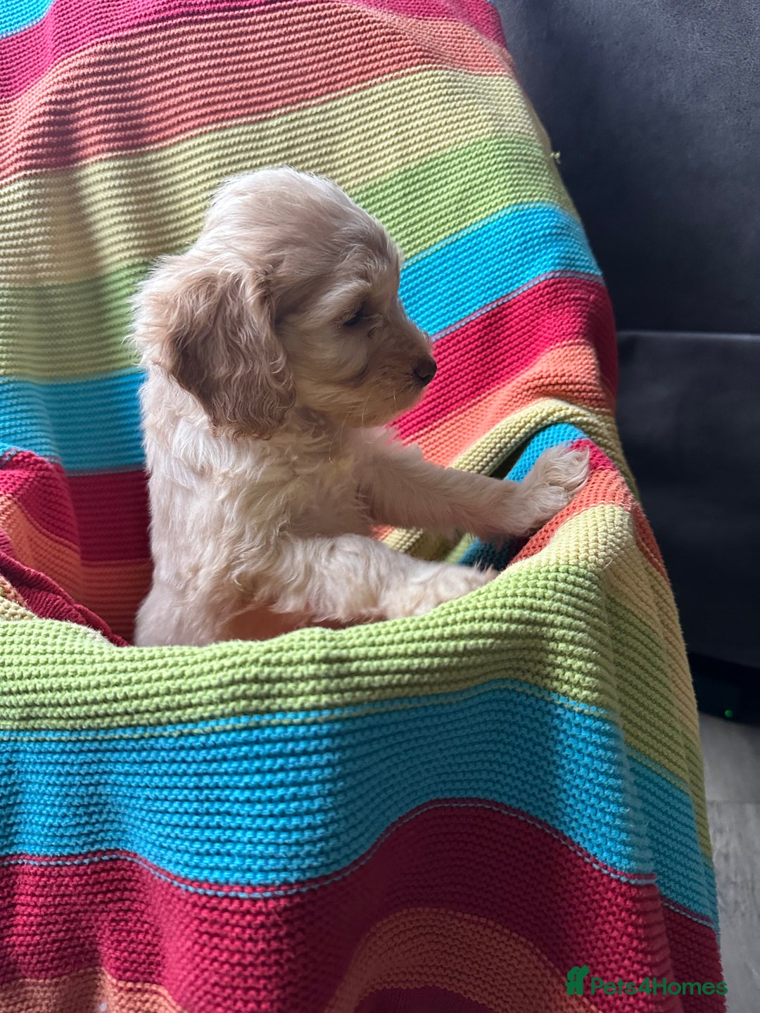 Cockapoo dogs for sale: Extensively health tested Cockapoo puppy’s  - Image 12