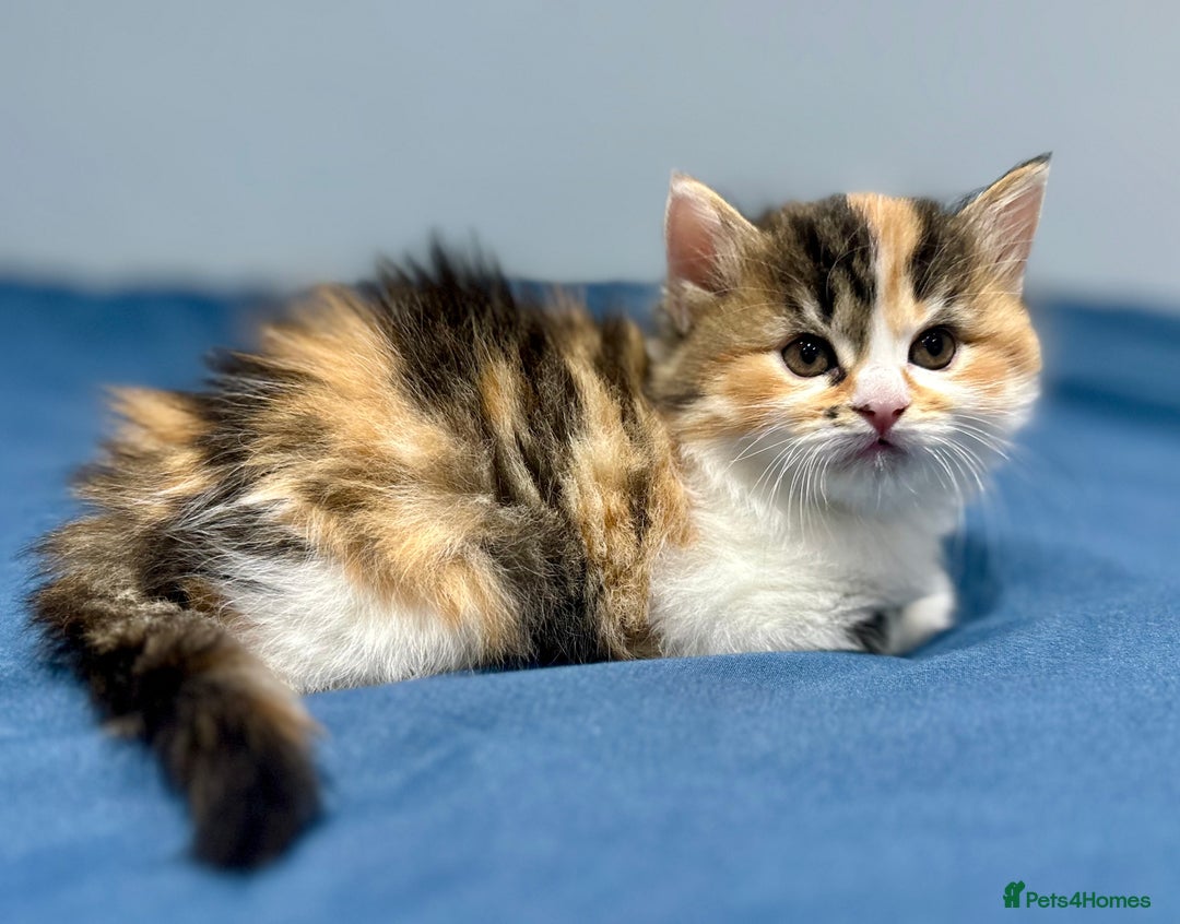 Mixed Breed cats for sale: 4 fluffy girls - Image 6