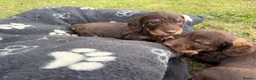 Dachshund dogs for sale: KC Regestered Teckel puppies in Cardiff - Advert 21