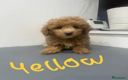 Coton De Tulear dogs for sale: Cotonoodle - Image 27