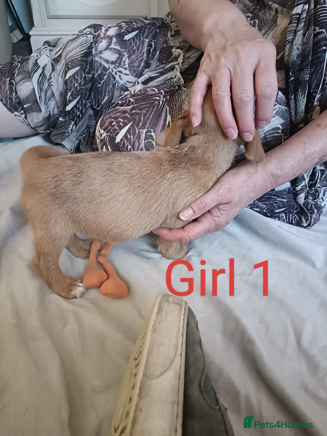 Mixed Breed dogs for sale: Norfolk Terrier Puppies - Image 2