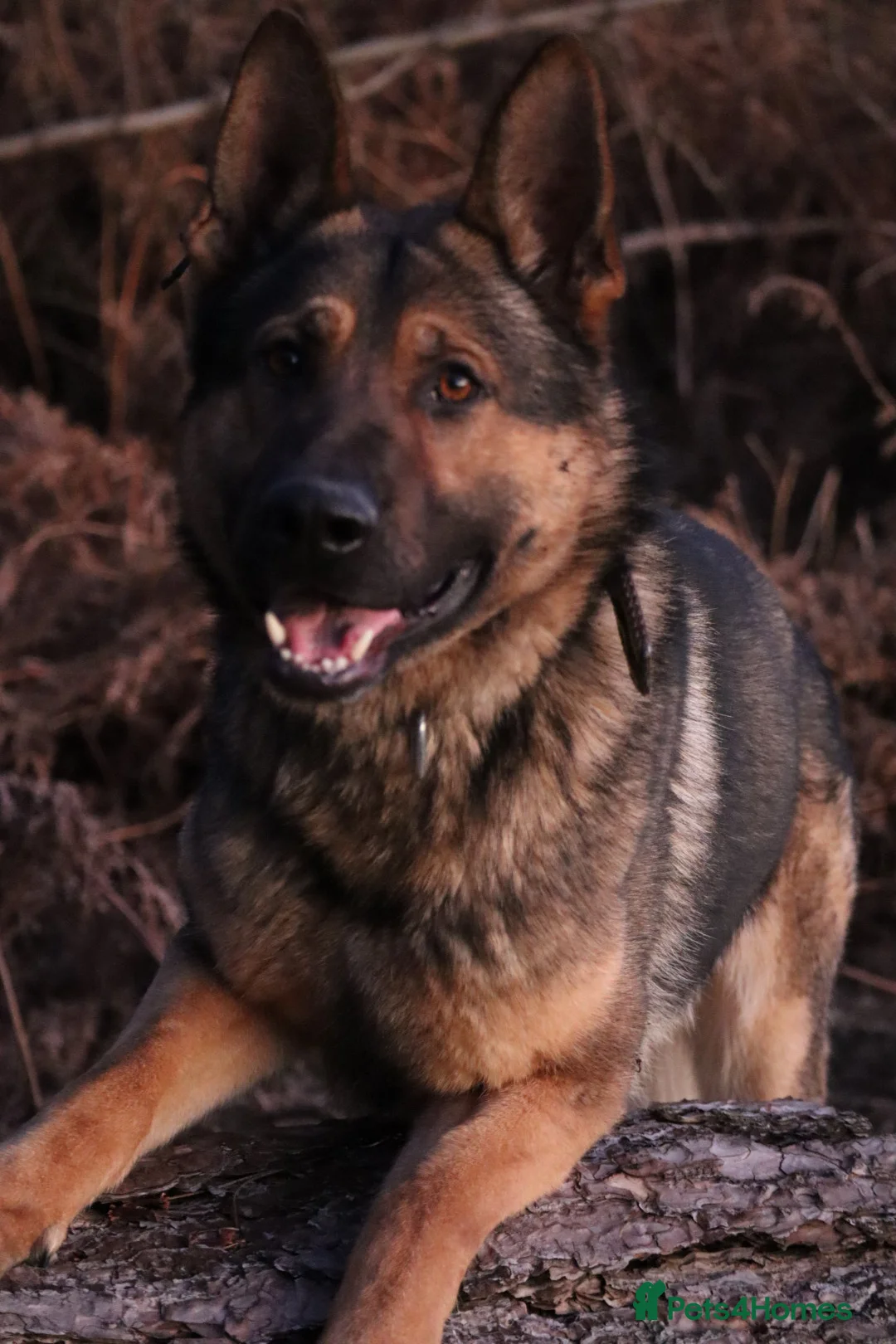 German Shepherd dogs for sale: Chewbacca the handsome gsd  - Advert 16