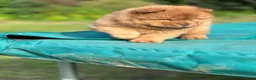 Chow Chow dogs for sale: Beautiful Babies nearly ready to leave - Advert 6