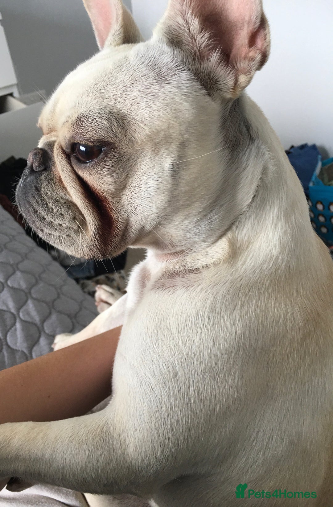 French Bulldog dogs for sale: Female Frenchie needing new home - Image 7