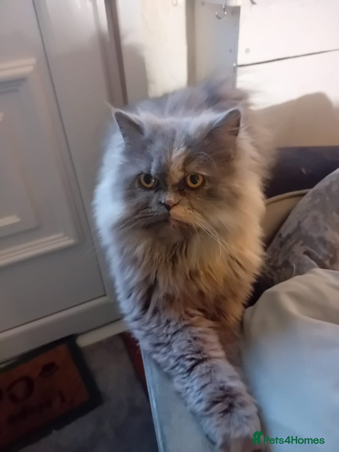 Persian cats for sale: Female Persian  - Advert 7