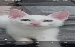 Russian Blue cats for sale: Mix breed kittens 🤍🤍🩶🖤 - Image 1