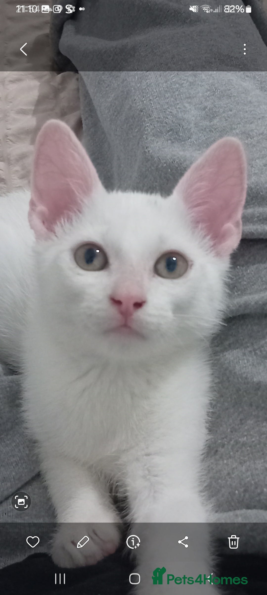 Russian Blue cats for sale: Mix breed kittens 🤍🤍🩶🖤 - Image 1
