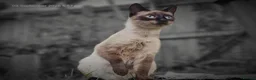 Siamese cats for sale: 5 Siamese mix babies  - Advert 1