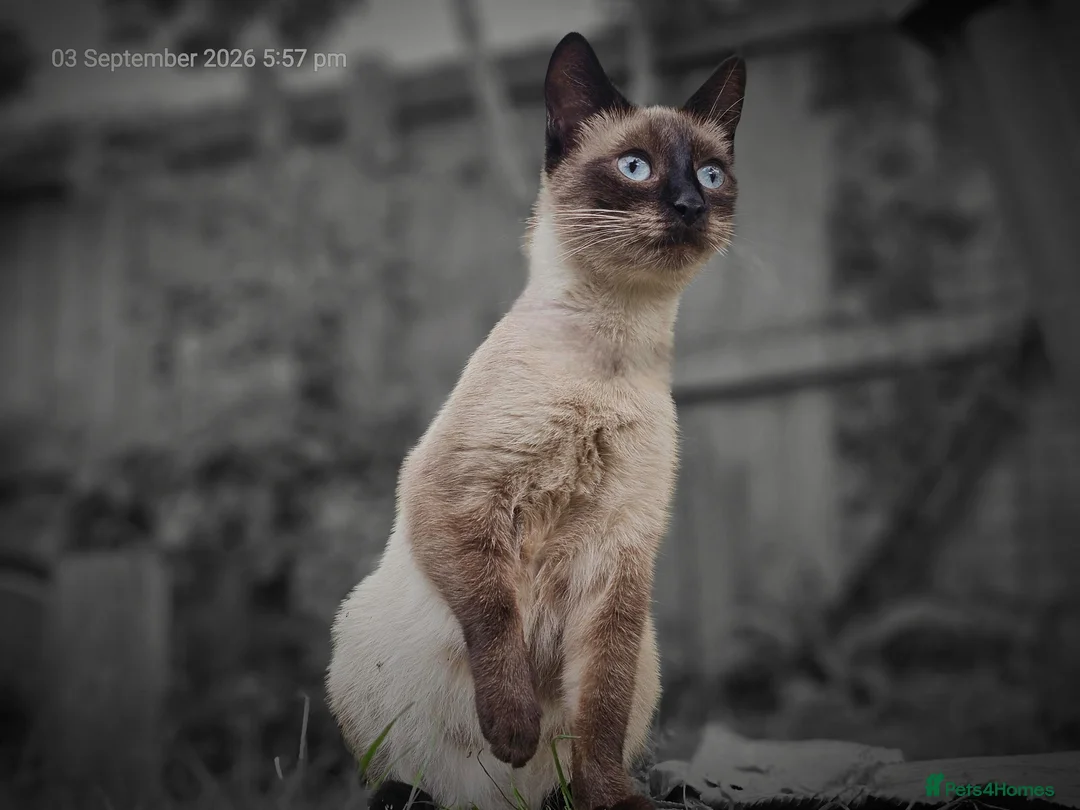 Siamese cats for sale: 5 Siamese mix babies  - Advert 1