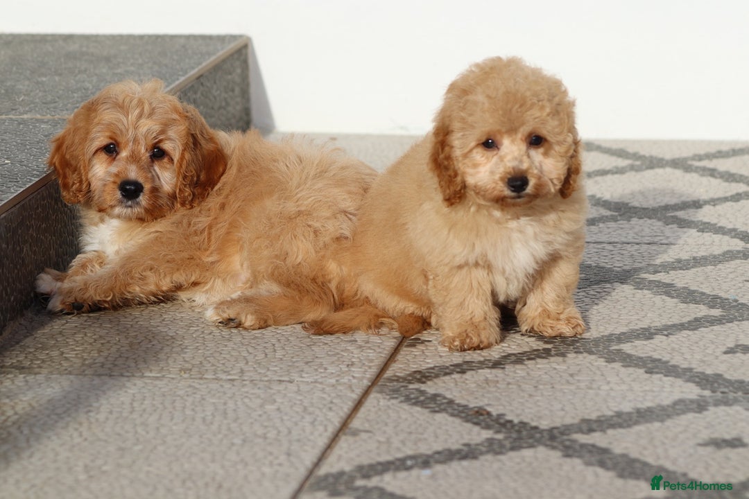 Cavapoo dogs for sale: F1 Cavapoo puppies for sale FULLY VACCINATED - Advert 20