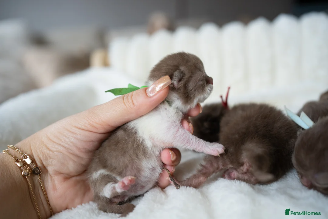 British Shorthair cats for sale: ✨Chocolate Delights ✨ - Advert 9