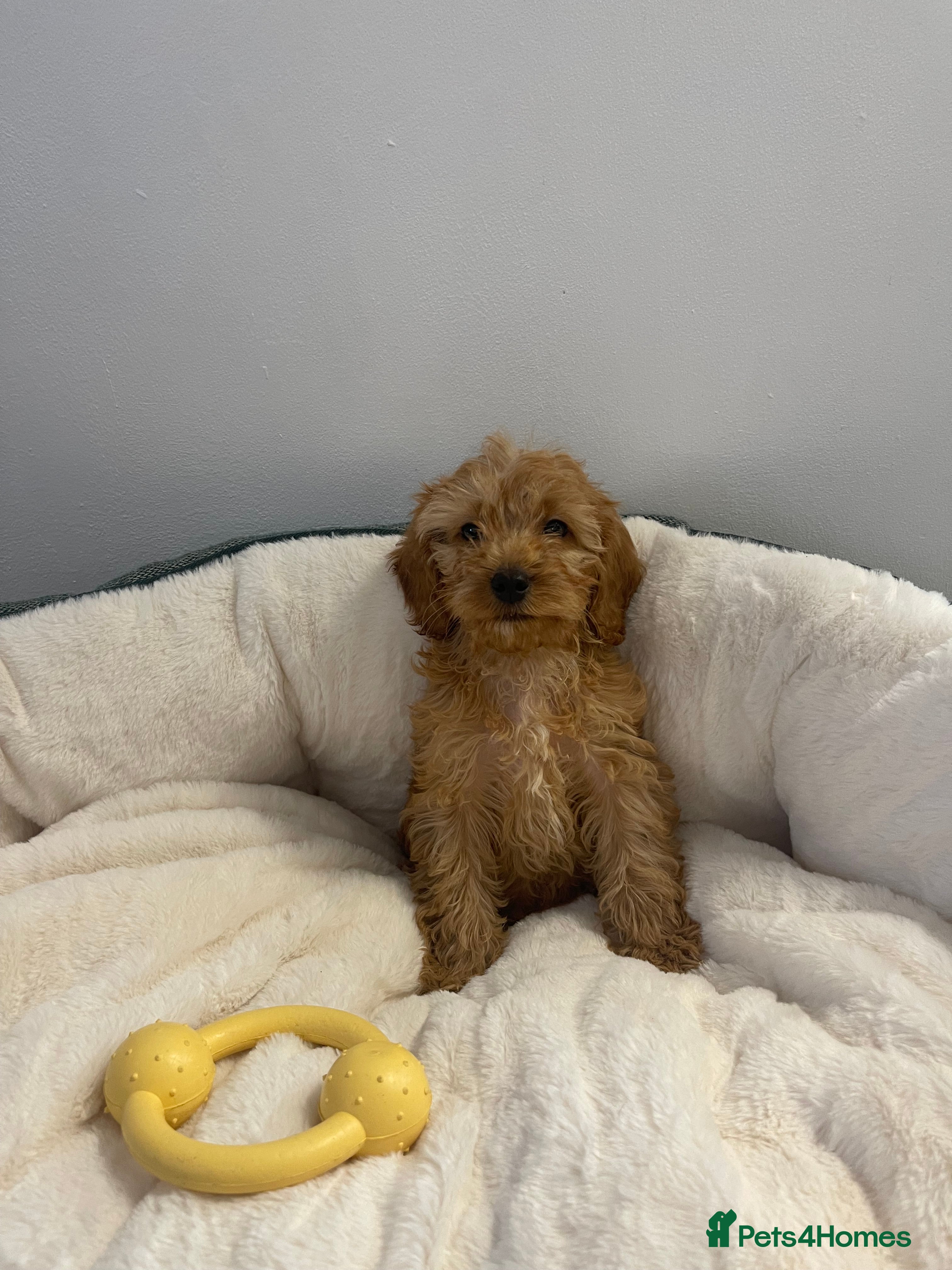 Cockapoo dogs 1 outstanding boy available. - Advert 5