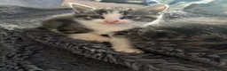 Mixed Breed cats for sale: Baby kittens for sale  in Batley - Advert 3