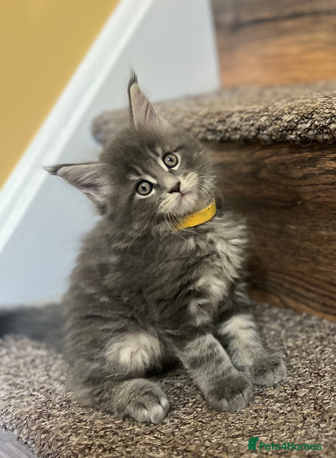 Maine Coon cats for sale: First Litter 6 Pure Maine Coon Kittens - Image 23