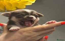 Chihuahua dogs for sale: BOY  Ready To Go✔️ in Basildon - Image 16