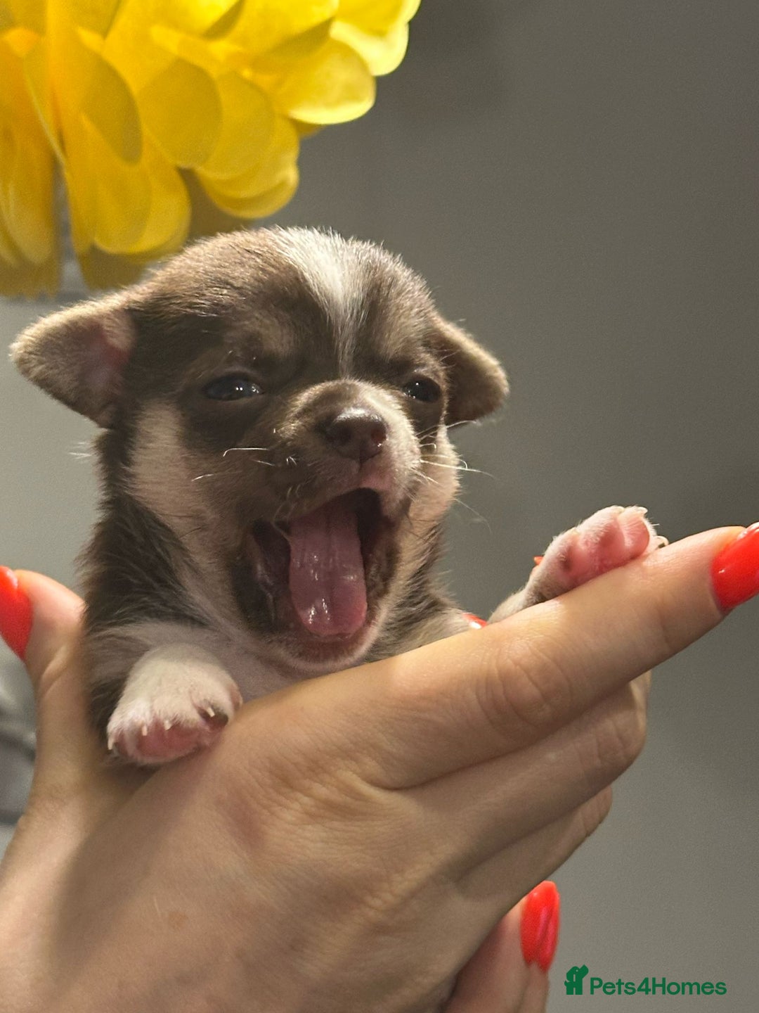 Chihuahua dogs for sale: BOY  Ready To Go✔️ in Basildon - Image 16