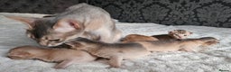 Abyssinian cats for sale: Abyssinian  - Advert 31