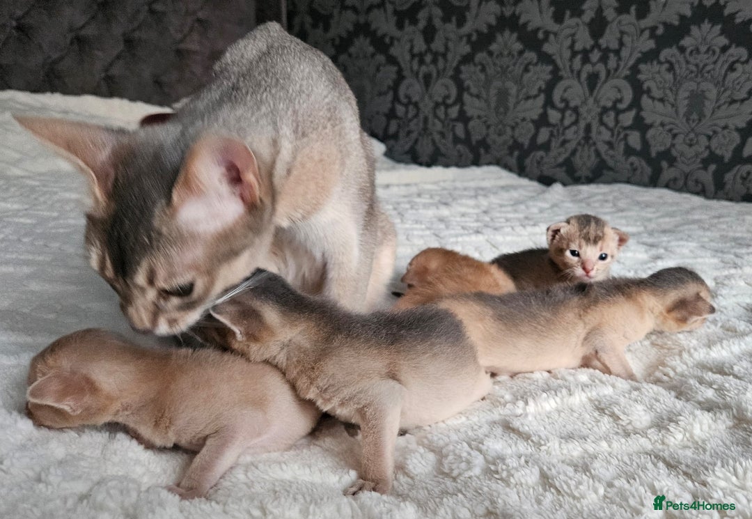 Abyssinian cats for sale: Abyssinian  - Advert 31