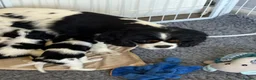 Cavalier King Charles Spaniel dogs for sale: DNA Tested Cavalier King Charles Spaniels Puppies - Advert 3
