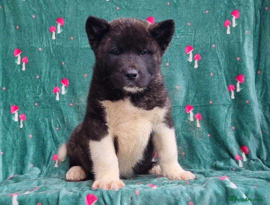 Akita dogs for sale: Kc Registered American Akita Puppies Ready - Advert 10