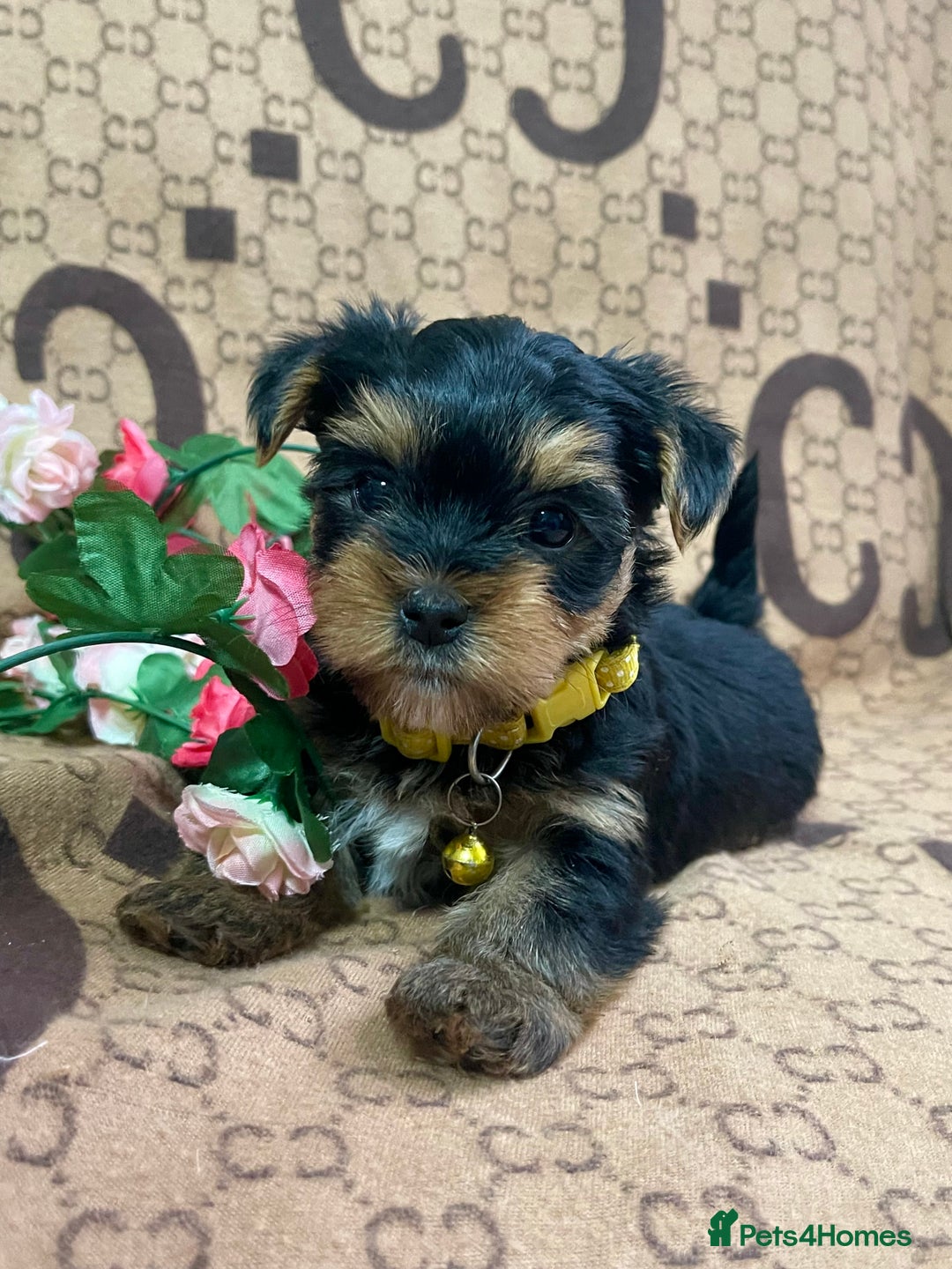 Yorkshire Terrier dogs for sale: Beautiful Yorkshire Terrier Puppies  - Advert 13