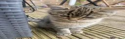 Mixed Breed cats for sale:    Cute mixed-breed cat.  - Advert 4