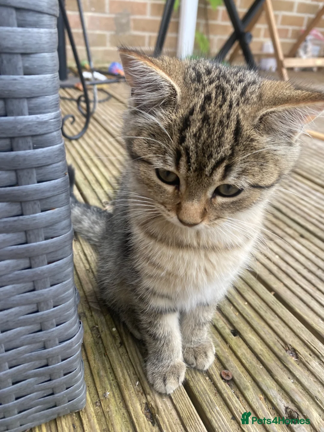 Mixed Breed cats for sale:    Cute mixed-breed cat.  - Advert 4