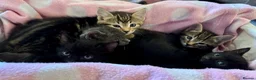 Domestic Shorthair cats for sale: Beautiful kittens for sale - Advert 7