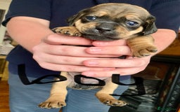 Mixed Breed dogs for sale: Daug puppies - Image 8