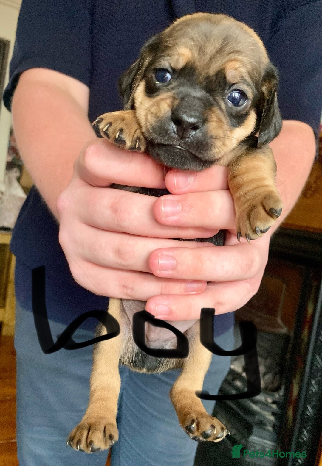 Mixed Breed dogs for sale: Daug puppies - Image 8