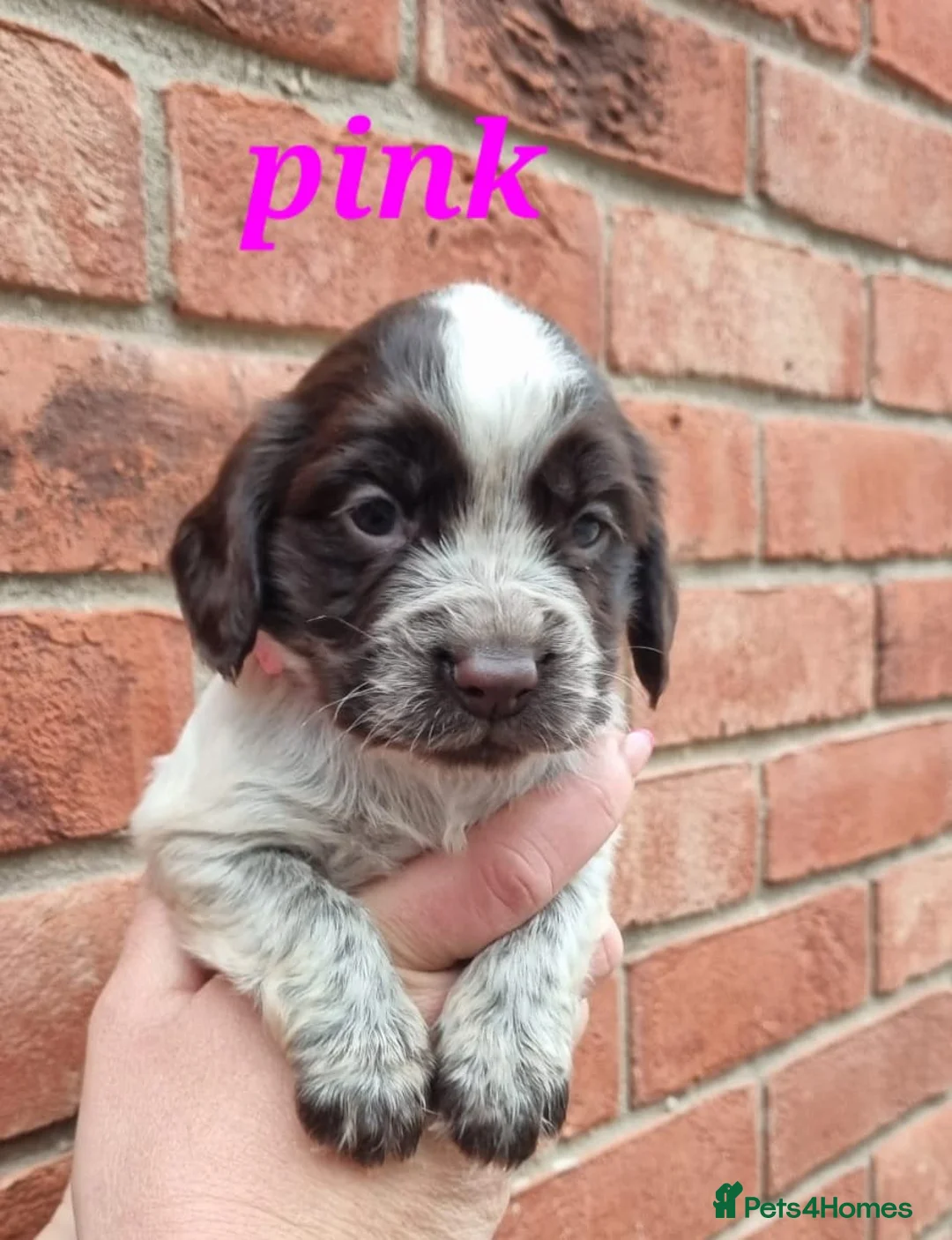 Cocker Spaniel dogs for sale: A stunning litter of cocker spaniels pups  - Advert 9