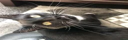 Mixed Breed cats for sale: 2 brothers looking for a forever home (free) - Advert 4